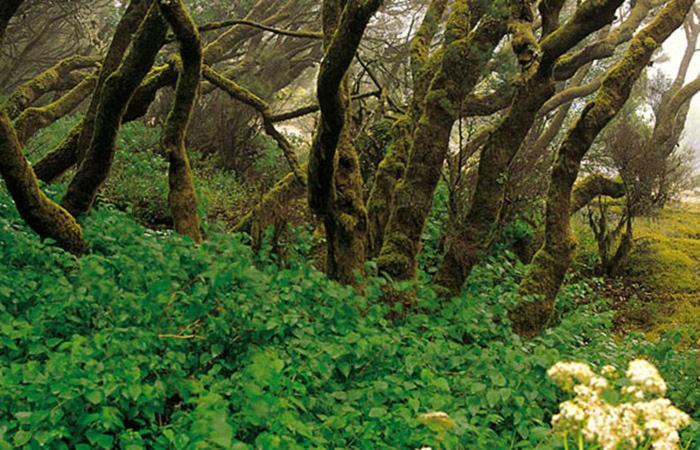 Finca Los Arcos Del Laurel Moya  Eksteriør billede