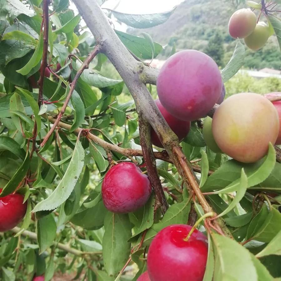 Finca Los Arcos Del Laurel Moya  Eksteriør billede