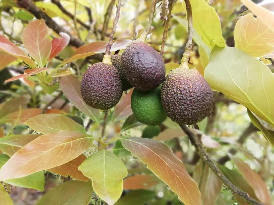 Finca Los Arcos Del Laurel Moya  Eksteriør billede
