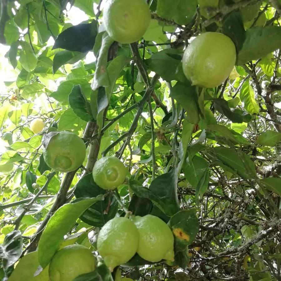 Finca Los Arcos Del Laurel Moya  Eksteriør billede