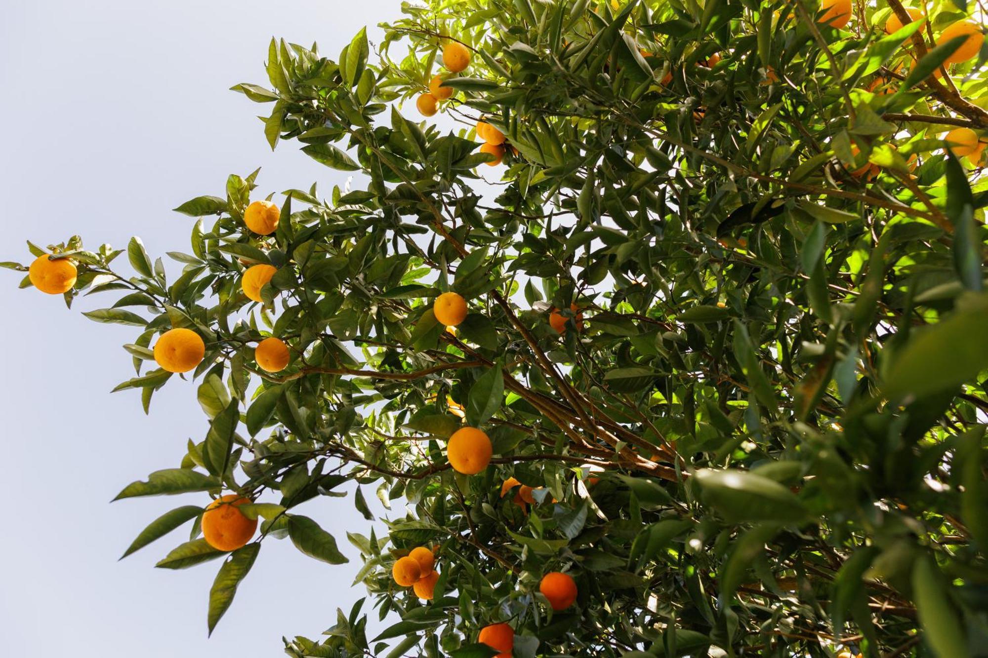 Finca Los Arcos Del Laurel Moya  Eksteriør billede