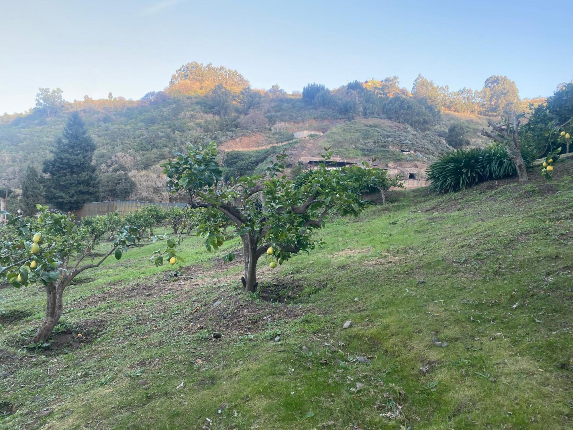 Finca Los Arcos Del Laurel Moya  Eksteriør billede