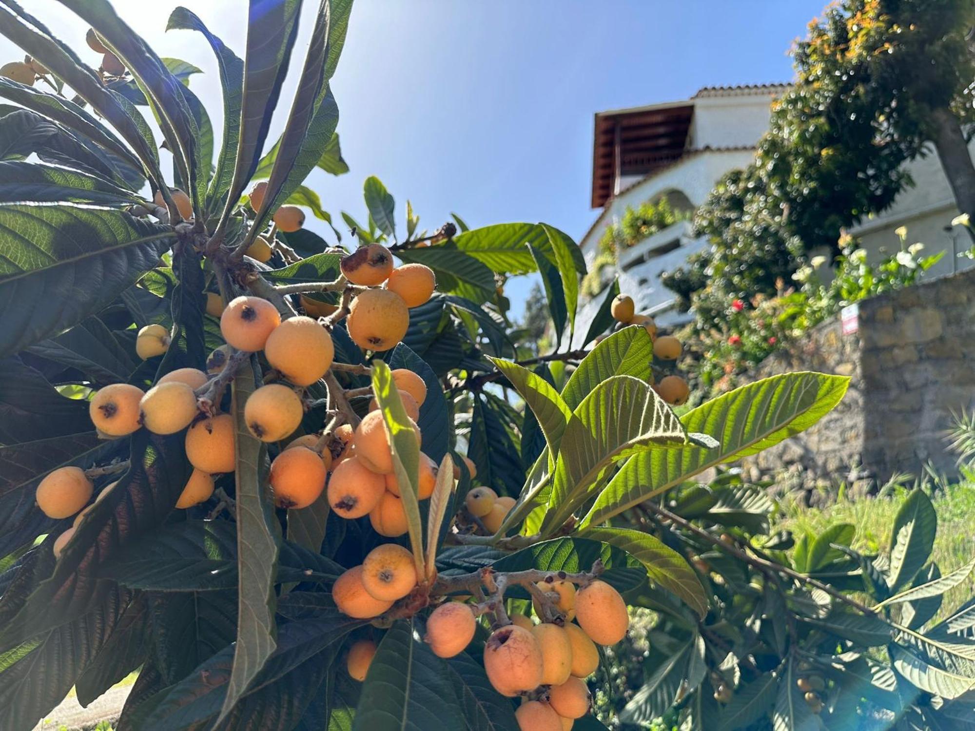 Finca Los Arcos Del Laurel Moya  Eksteriør billede